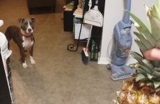 Watch a pitbull being terrorised by a cruel, heartless pineapple