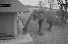This video showing an elephant throwing rubbish into bin is going viral - but is it real?