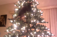 This video proves that cats and Christmas trees will be mortal enemies forever