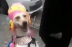This dog dressed as little girl is definitely the weirdest thing you'll see today