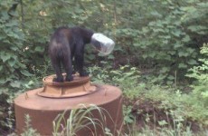 Bear survives for three weeks with jar stuck on its head