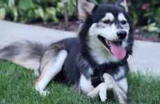Adorable dog runs for the very first time thanks to 3D-printed prosthetics