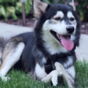 Adorable dog runs for the very first time thanks to 3D-printed prosthetics