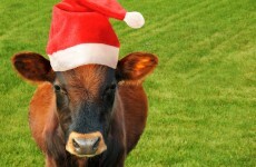 People are terribly excited about one unusual detail that means it's nearly Christmas