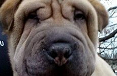 It's a Christmas miracle! 13 puppies stolen from pet shop recovered by police