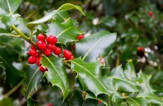 Spot someone nicking clumps of holly at the park? ... Report it to the Gardaí
