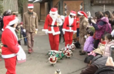 Ah nothing, just some penguins in tiny Santa suits