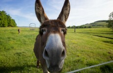 'Our nativity donkey was literally squashed by an overweight man'