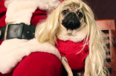 This little pug has beautifully parodied All I Want For Christmas Is You