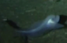 The world's deepest living fish is 'unlike anything scientists have seen before'