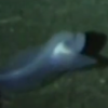 The world's deepest living fish is 'unlike anything scientists have seen before'