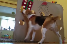 This dog from Ennis just got the best early Christmas present
