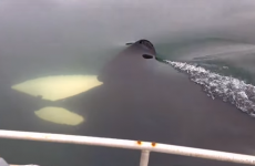 Man has REALLY close encounter with pod of Orca whales
