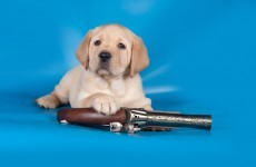 A dog has accidentally shot his owner