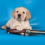 A dog has accidentally shot his owner