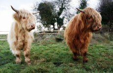 These hairy cows are a rare butterfly's best friend... here's why: