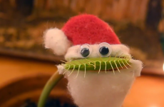 Venus fly trap wearing a Santy outfit is surprisingly cute