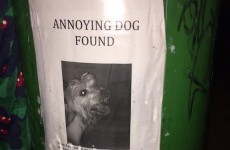 Greatest lost dog ad ever spotted in Phibsboro