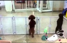 This puppy is ridiculously and adorably excited to see its owner