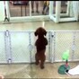 This puppy is ridiculously and adorably excited to see its owner