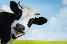 Enda: 'If there's no structure to get cattle into the ring then you have a fight every morning'