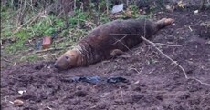 A seal has been found in the middle of a field in England