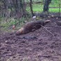 A seal has been found in the middle of a field in England