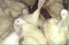 From farm to plate: How your turkey has been looked after over the past 4 months