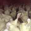 From farm to plate: How your turkey has been looked after over the past 4 months