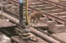 This monkey rescuing its electrocuted pal is what friendship is all about