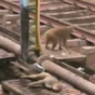 This monkey rescuing its electrocuted pal is what friendship is all about