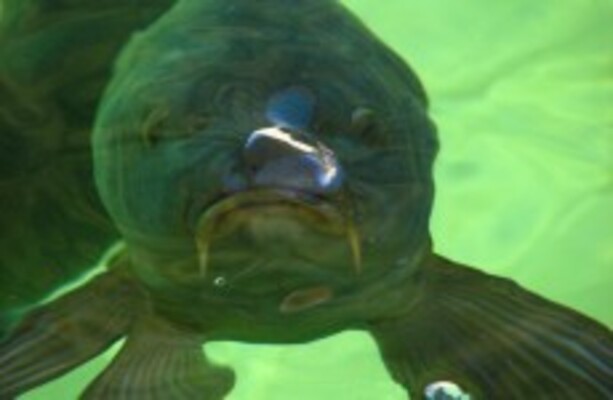Here s Why There Are Headlines About A Guy Having Sex With A Fish