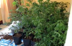 Man arrested after 150 cannabis plants found in Wicklow house