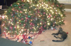 8 cats who have already defeated the evil Christmas tree invaders