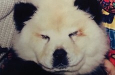 An Italian circus has been passing off two painted dogs as pandas