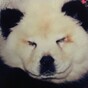 An Italian circus has been passing off two painted dogs as pandas
