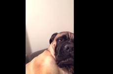 Dog can't hack owner singing Christmas carols, lets him know about it