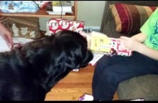 Benny the dog has a unique talent for opening presents