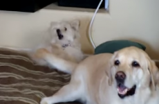Labrador hilariously tail-slaps small dog in the face, repeatedly
