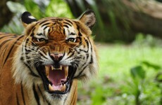 Man sent to jail... for buying and eating three tigers