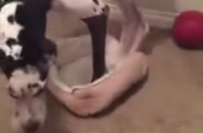 Massive Great Dane tries its very best to fit in tiny doggy bed