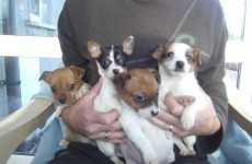 Four pups left for dead saved by jogger on Christmas Day