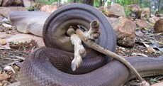 Ever wanted to see a python eat a wallaby? You're in luck