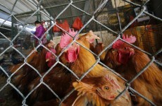 Hong Kong to cull 15,000 chickens after avian flu virus found