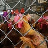 Hong Kong to cull 15,000 chickens after avian flu virus found