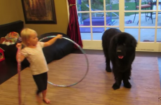 This little girl struggling to make her dog hula-hoop is utterly adorable