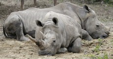Limerick man sues Bloomberg for linking him to rhino horn gang