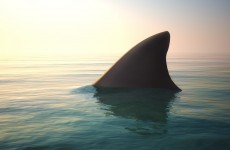 Shark sighting closes Australia's Bondi Beach