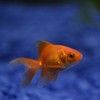 Man pays £300 to save his constipated goldfish