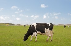 Ireland becomes first EU country allowed to sell beef to the US since BSE ban
